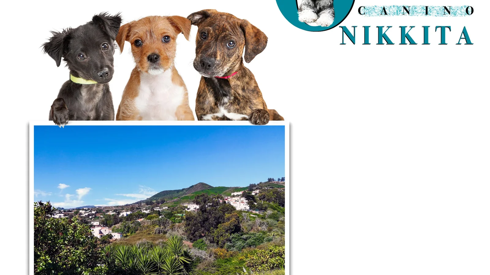Instalaciones de Hotel Canino Nikkita