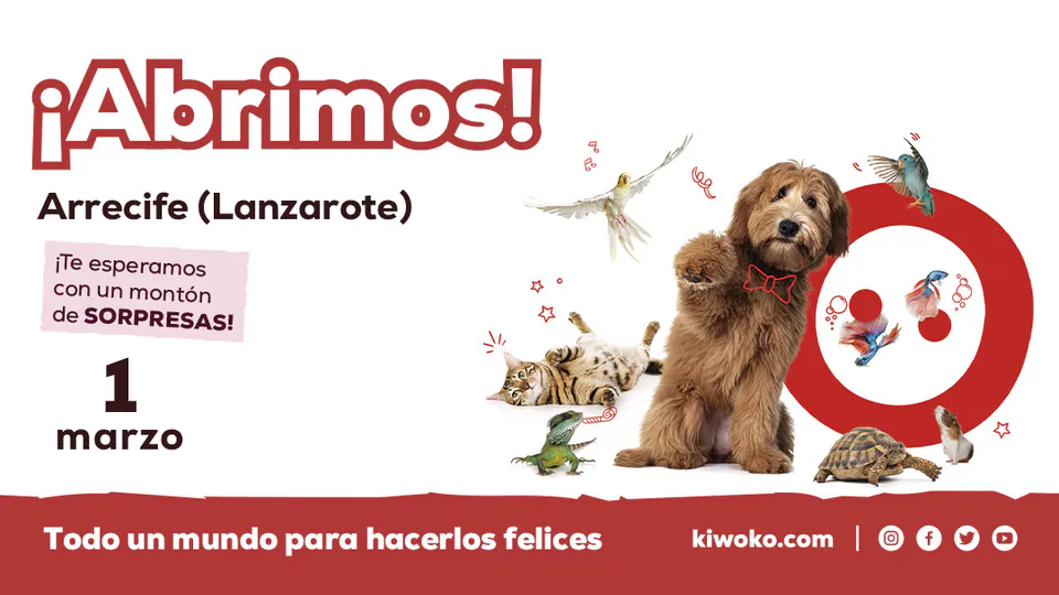 Imagen procedente de la fuente de Kiwoko Lanzarote Arrecife