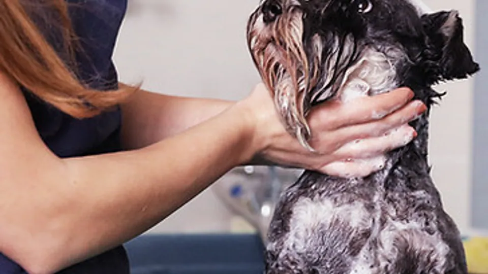 Imagen procedente de la fuente de Doggys Peluquería Canina
