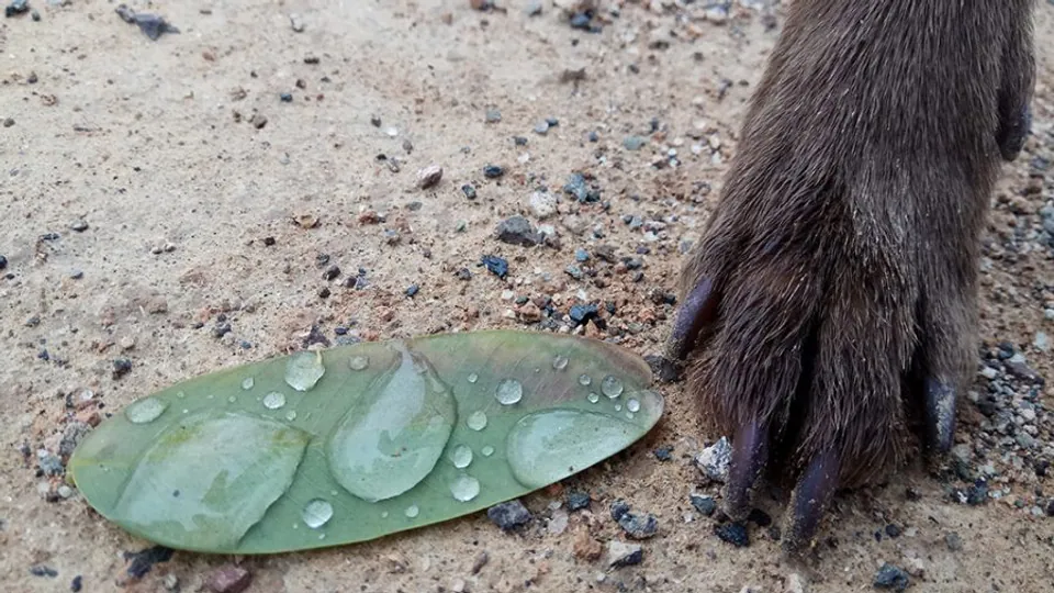 Imagen procedente de la fuente de ANCOR Educador Canino